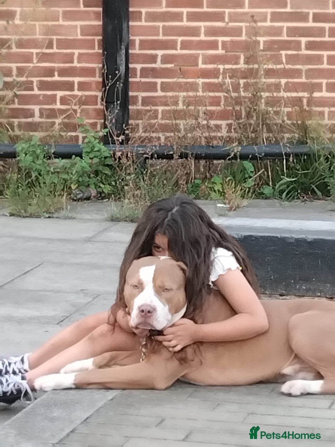 Mixed Breed dogs for sale: Simba  - Image 4