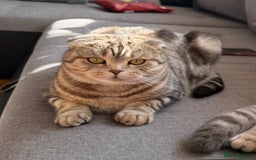 Scottish Fold cats for sale: Scottish fold kittens  - Image 22