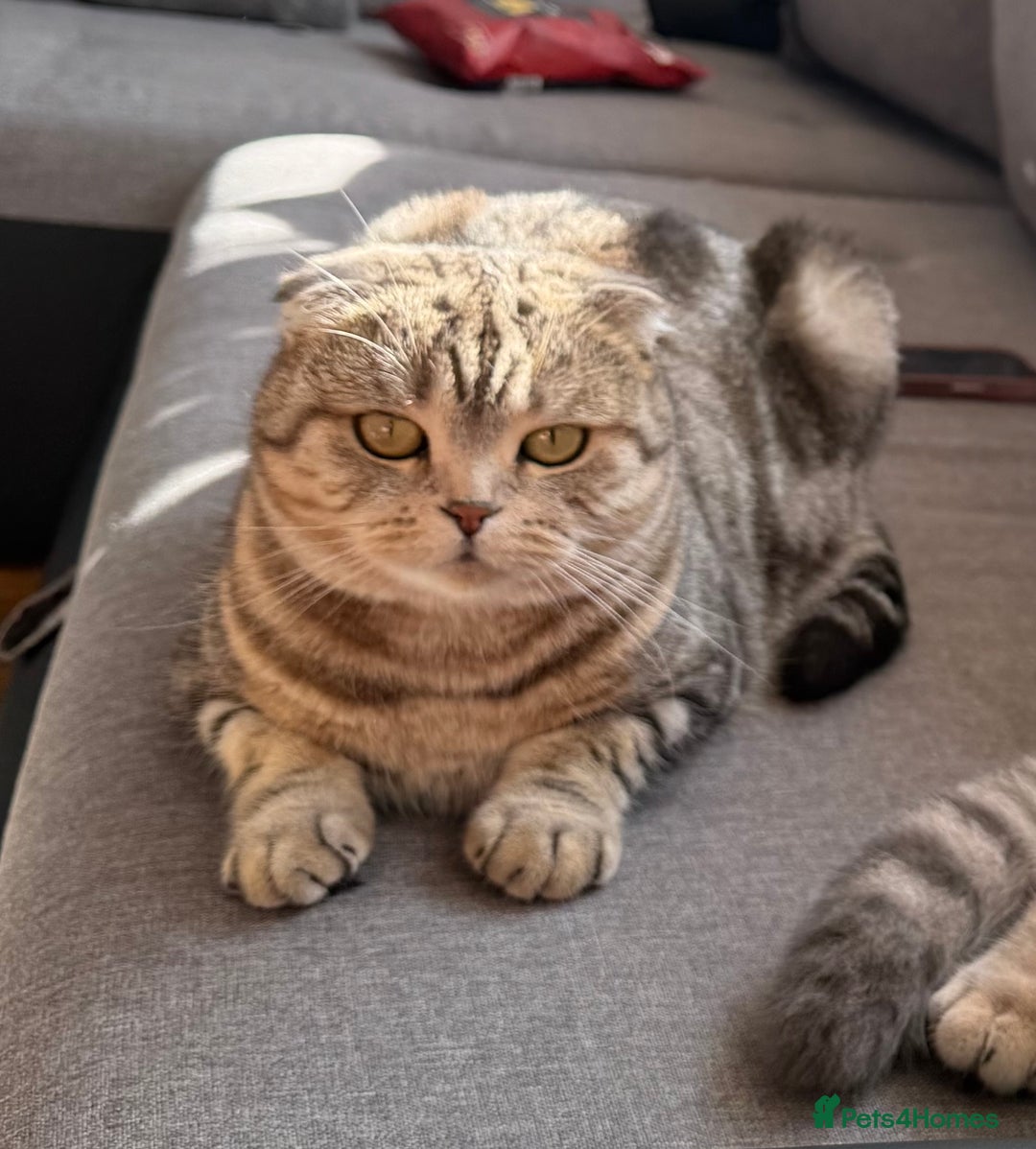 Scottish Fold cats for sale: Scottish fold kittens  - Image 22
