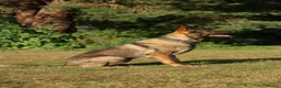 German Shepherd dogs for sale: Beautiful Trained Sable German Shepherd - Advert 5