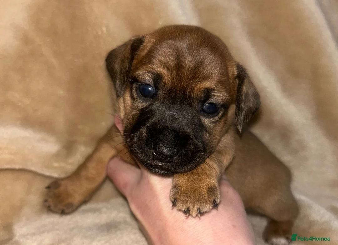 Jack Russell dogs for sale: Beautiful Jack Russell girls  - Advert 15