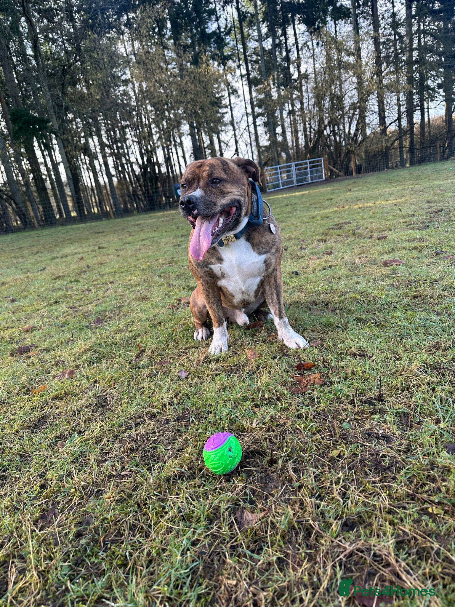 Staffordshire Bull Terrier dogs 2 Year old Male Staffordshire bull terrier stud - Advert 8