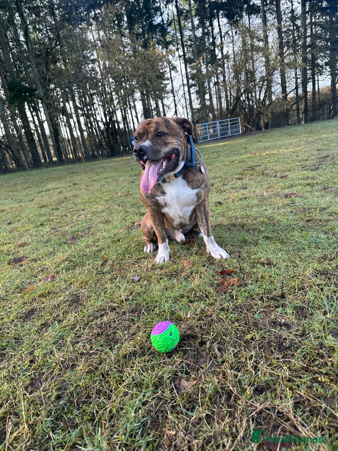 Staffordshire Bull Terrier dogs for stud: 2 Year old Male Staffordshire bull terrier stud - Advert 1