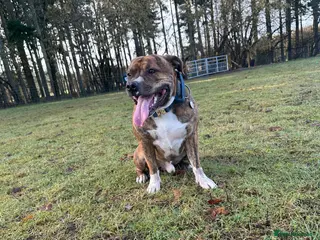 Staffordshire Bull Terrier dogs 2 Year old Male Staffordshire bull terrier stud - Advert 8