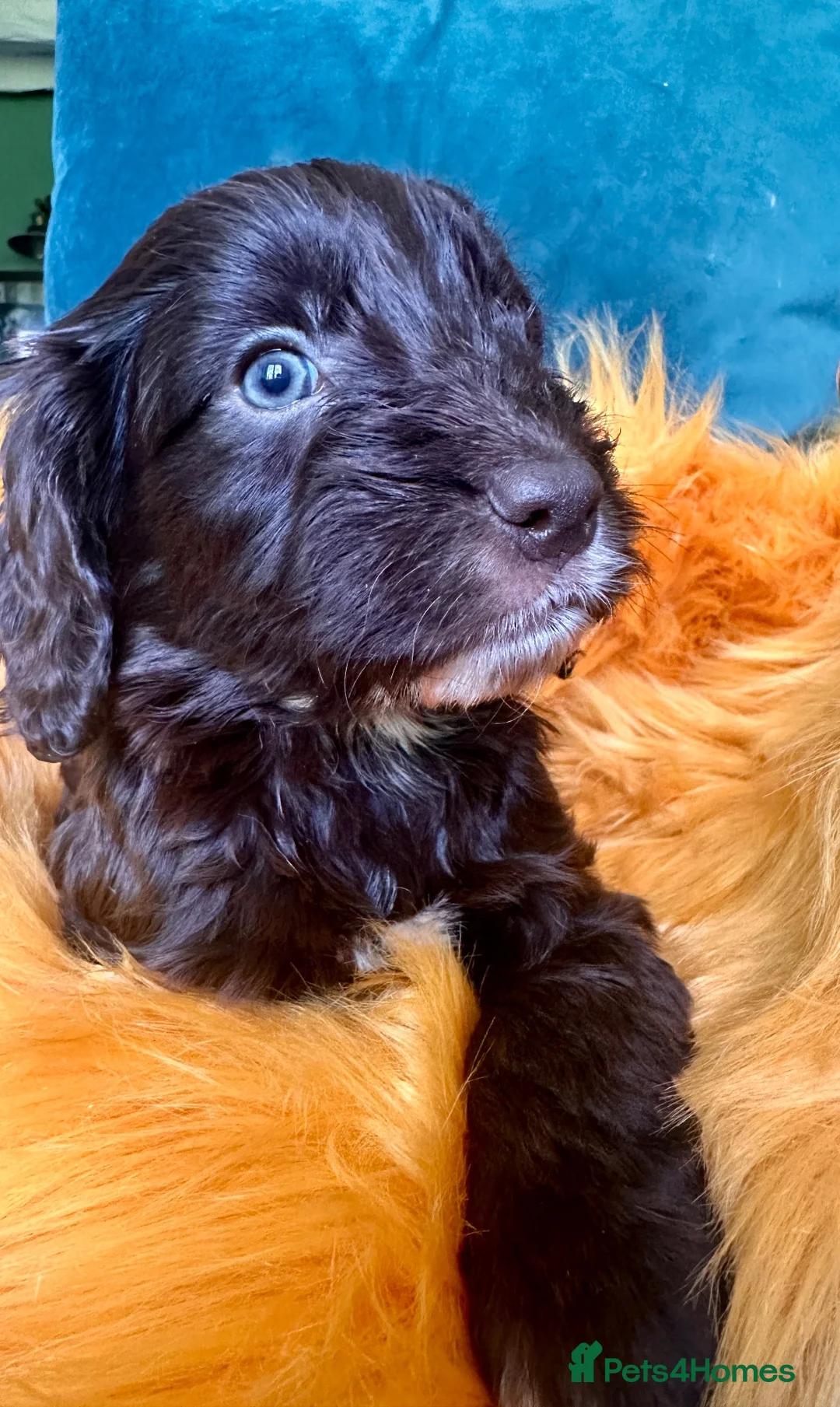 Cockapoo dogs for sale: Top Quality Teddy Bear puppies  - Advert 2