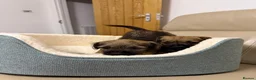 Border Terrier dogs for sale: 4 lovely Border terrier Puppie’s - Advert 3