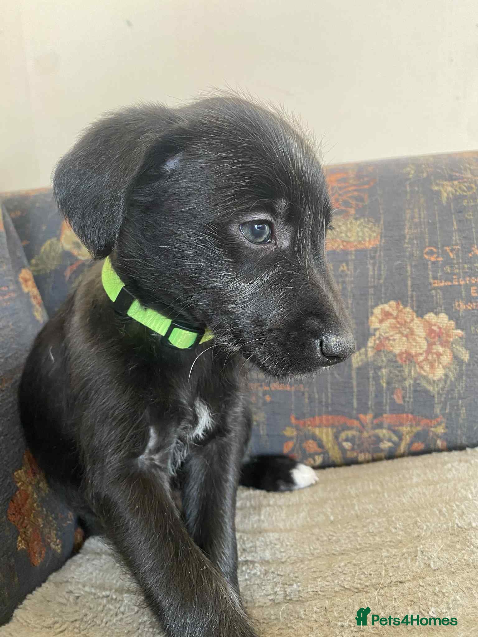 Mixed Breed dogs F1 BEDLINGTON X WHIPPETS - Advert 3