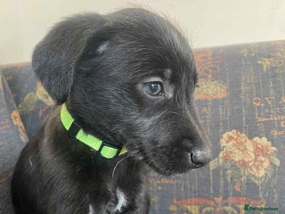 Mixed Breed dogs F1 BEDLINGTON X WHIPPETS - Advert 3