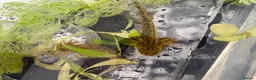 Axolotl reptiles for sale: Baby axolotls  - Advert 7