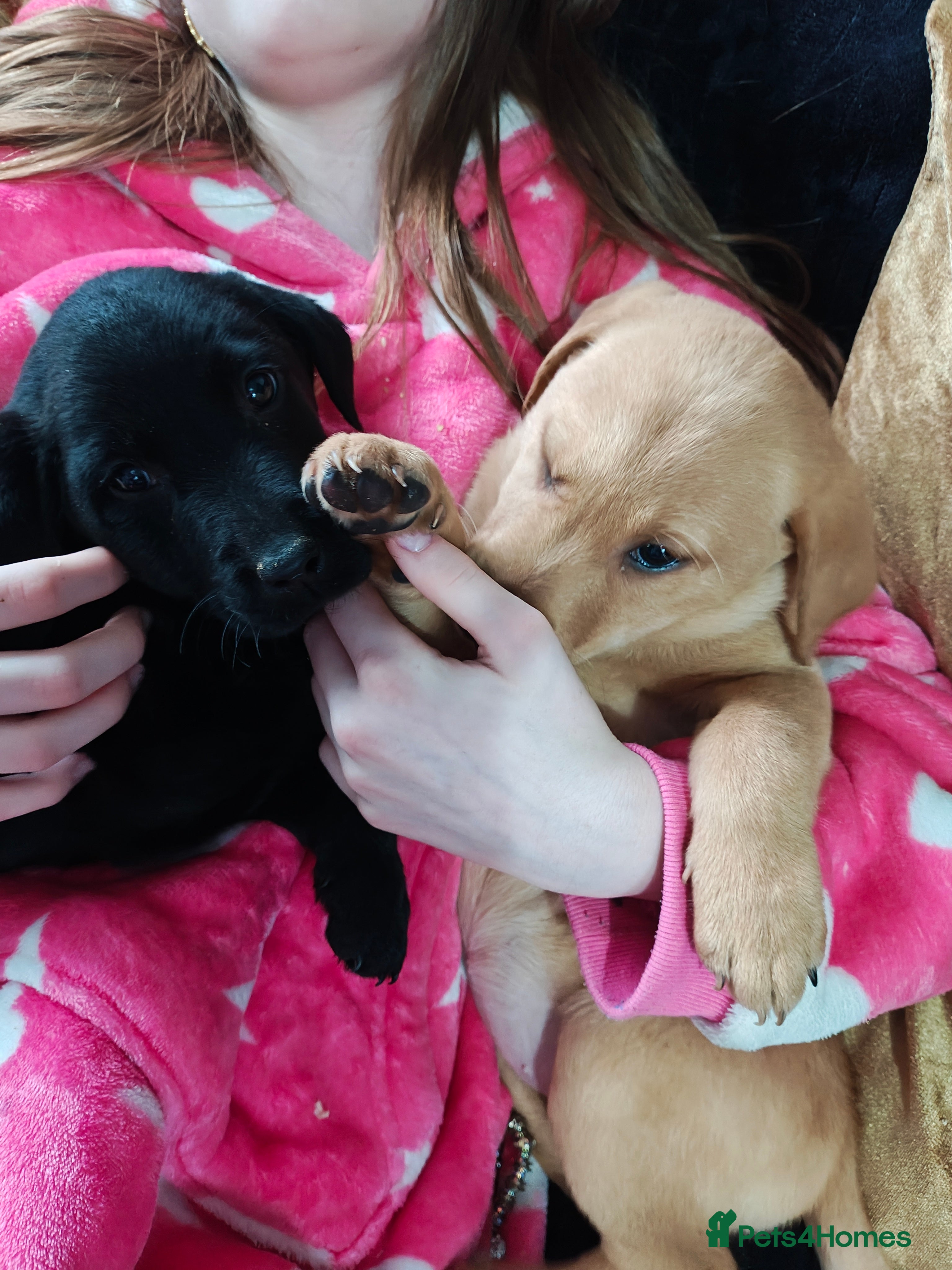 Labrador Retriever dogs READY 1 boy 1 girl left - Stunning Labrador pups - Advert 12