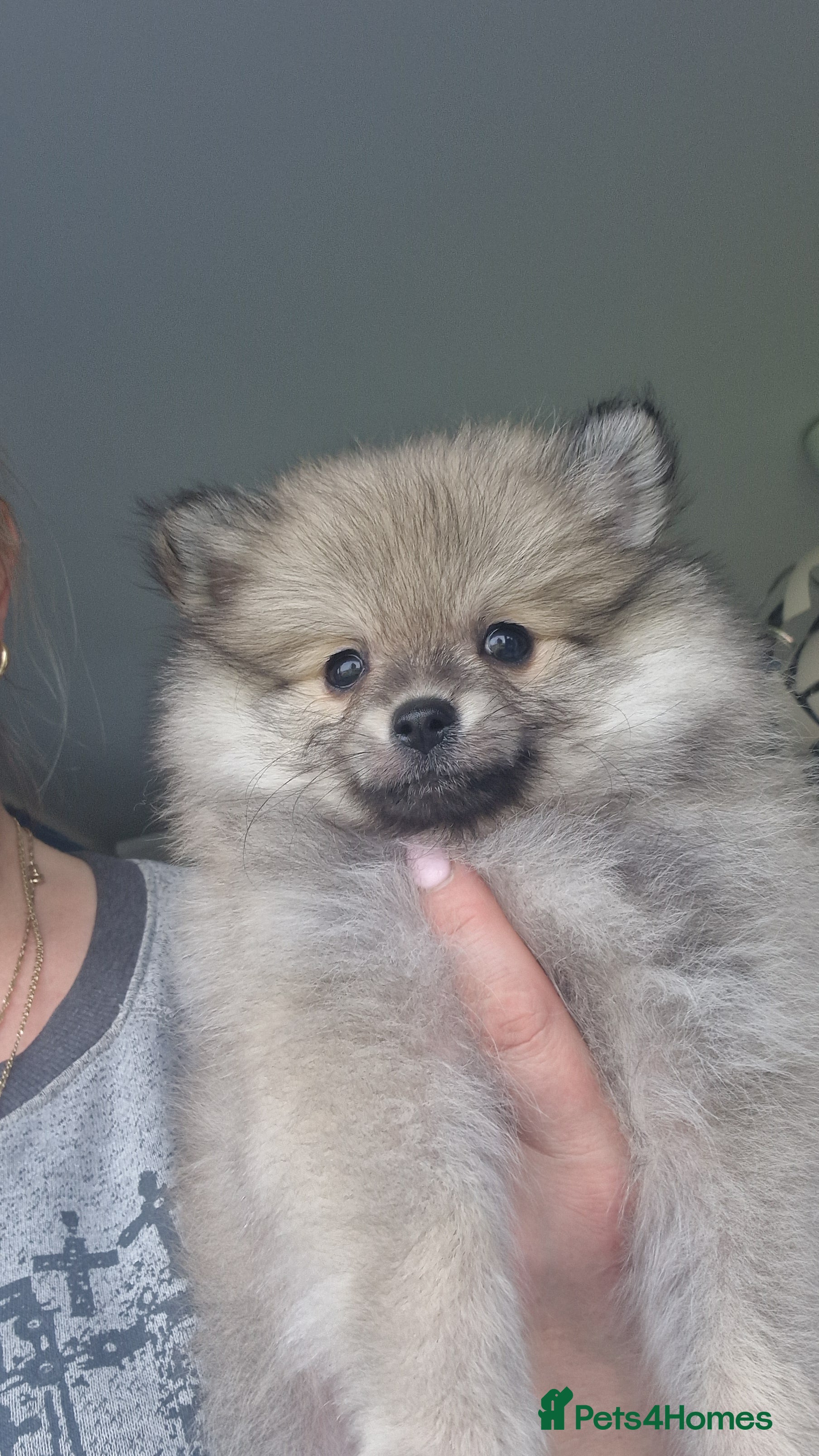 Pomeranian dogs Small Beautiful Pomeranian Puppies Ready Now  - Advert 6