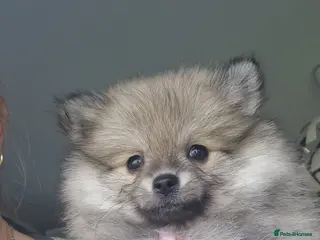 Pomeranian dogs Small Beautiful Pomeranian Puppies Ready Now - Advert 6