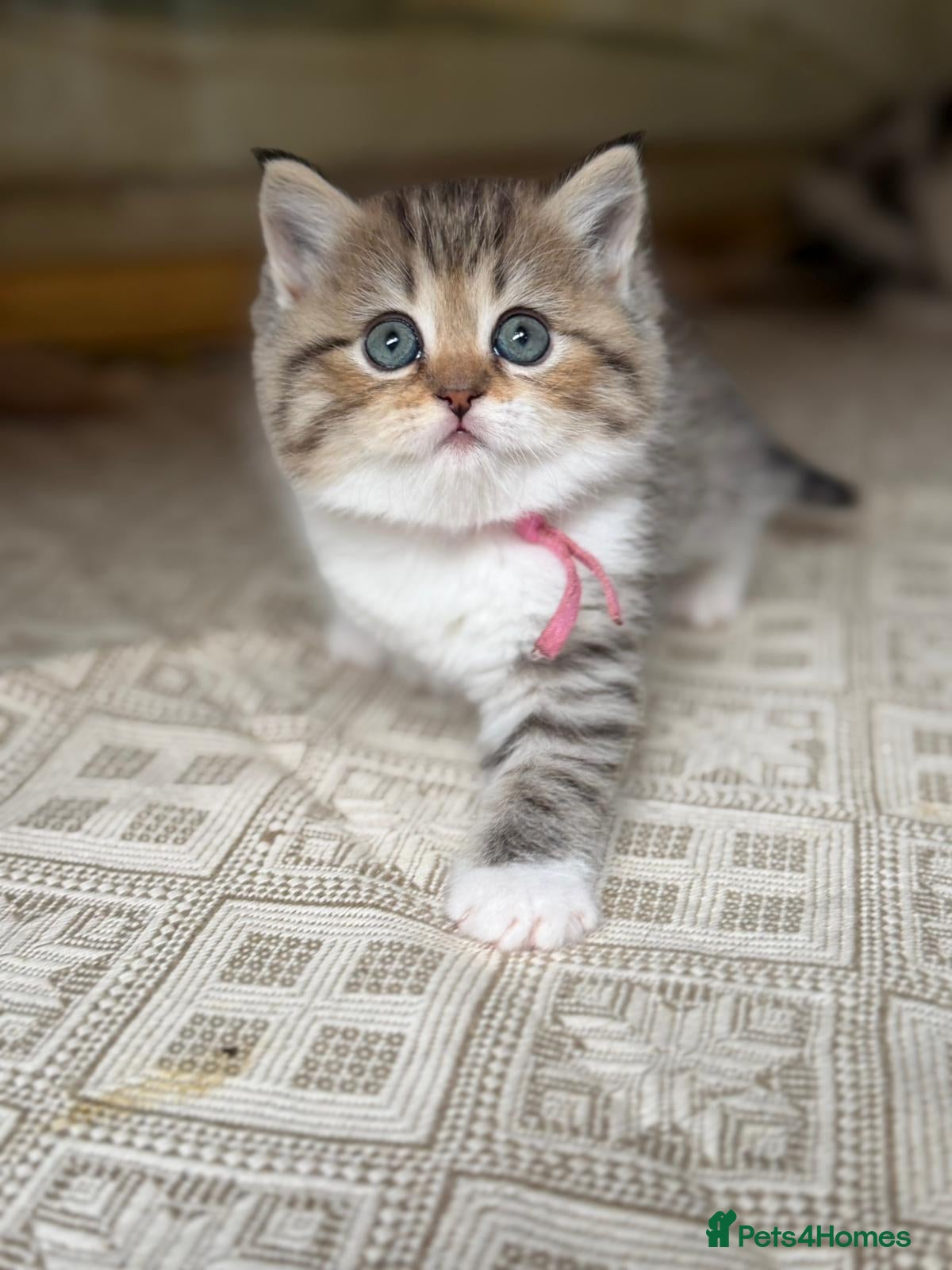 British Longhair cats BLH Adorable unique kittens TICA - Advert 18