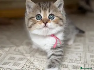 British Longhair cats BLH Adorable unique kittens TICA - Advert 18
