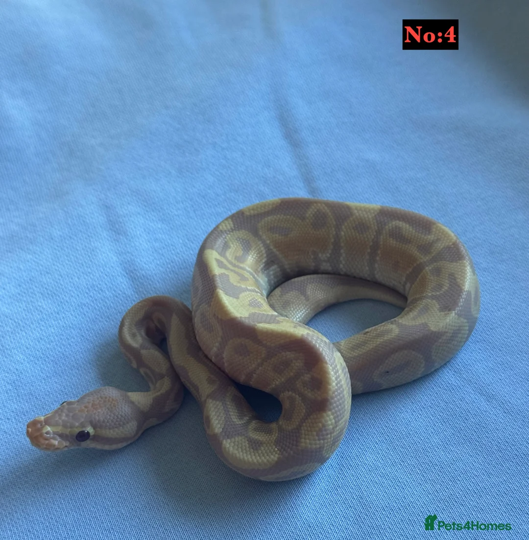 Python Snake reptiles for sale: Baby Ball Pythons - Advert 2
