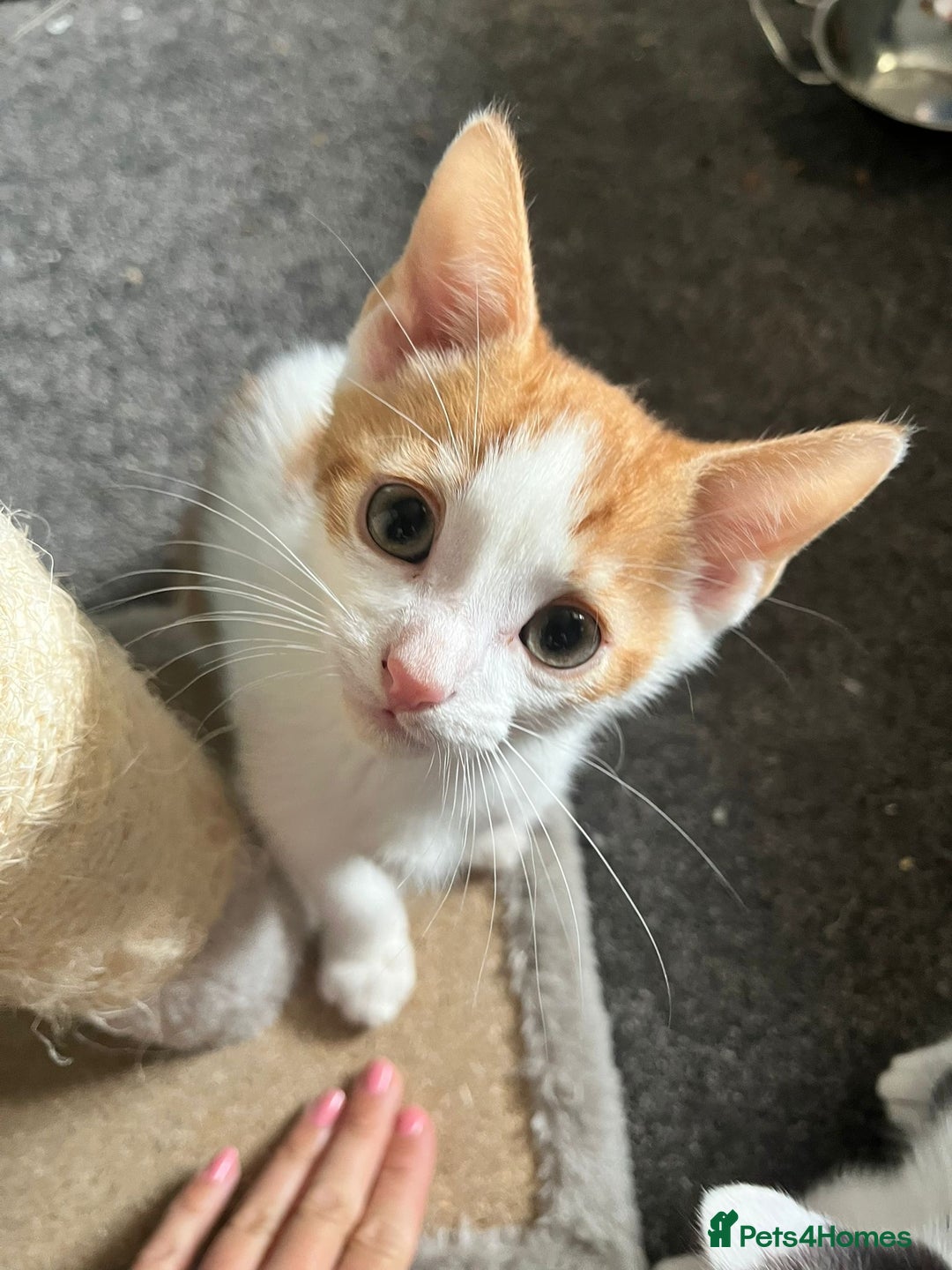 Mixed Breed cats for sale: Kittens for sale - Image 6