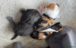 British Shorthair cats for sale: Bsh cats kittens  - Image 5