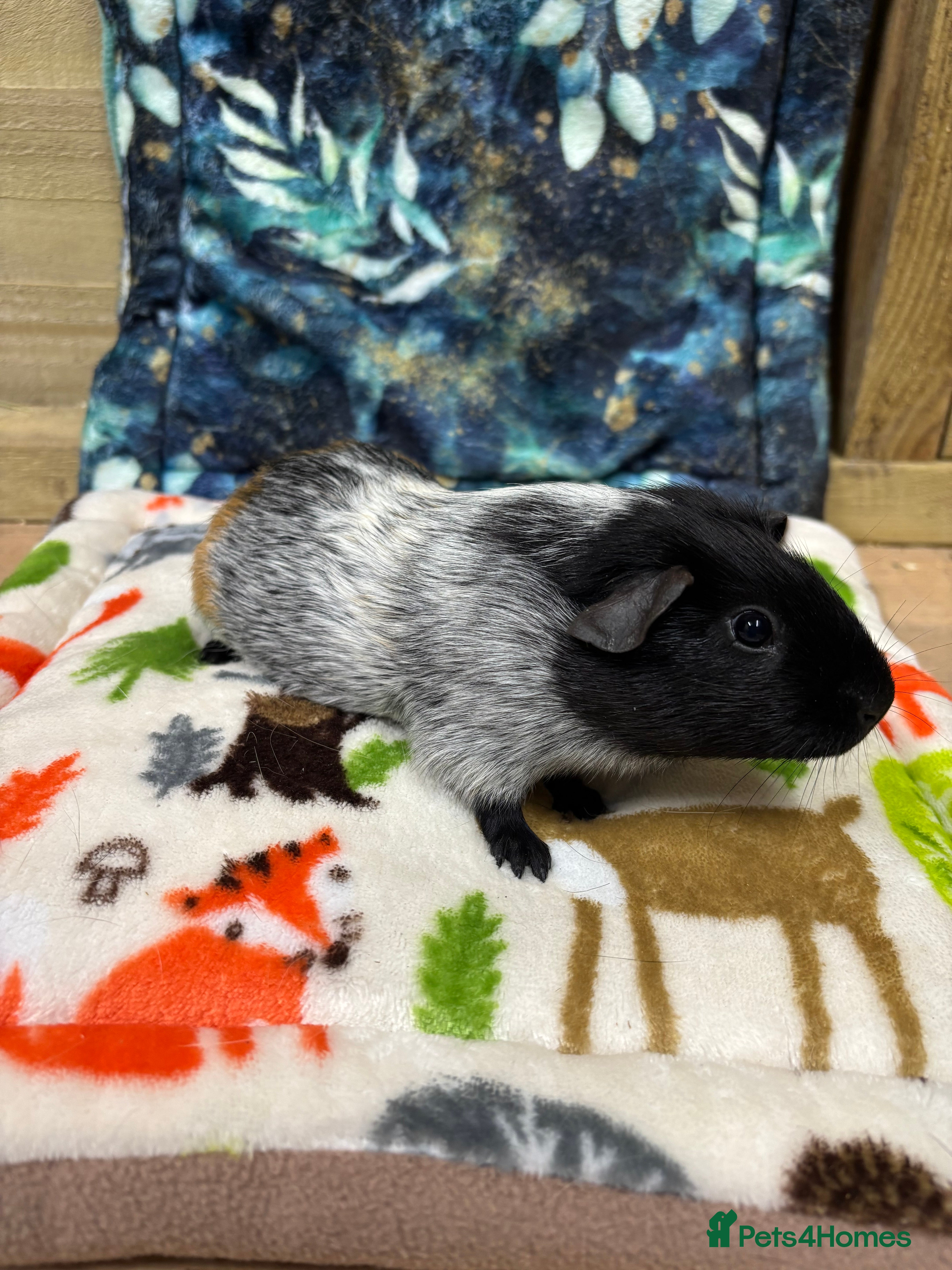 Guinea Pig rodents Lots of piggies  - Advert 10