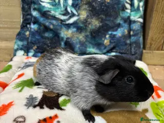 Guinea Pig rodents Lots of piggies - Advert 4