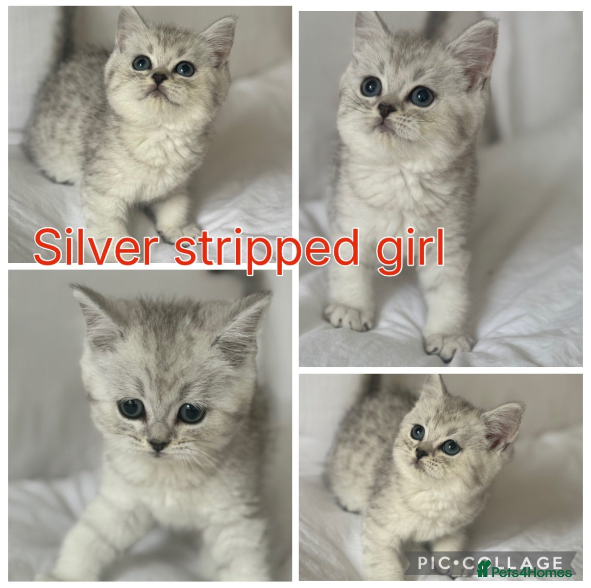 British Shorthair cats Stunning Silver NS12 GCCF British shorthairs  - Advert 2