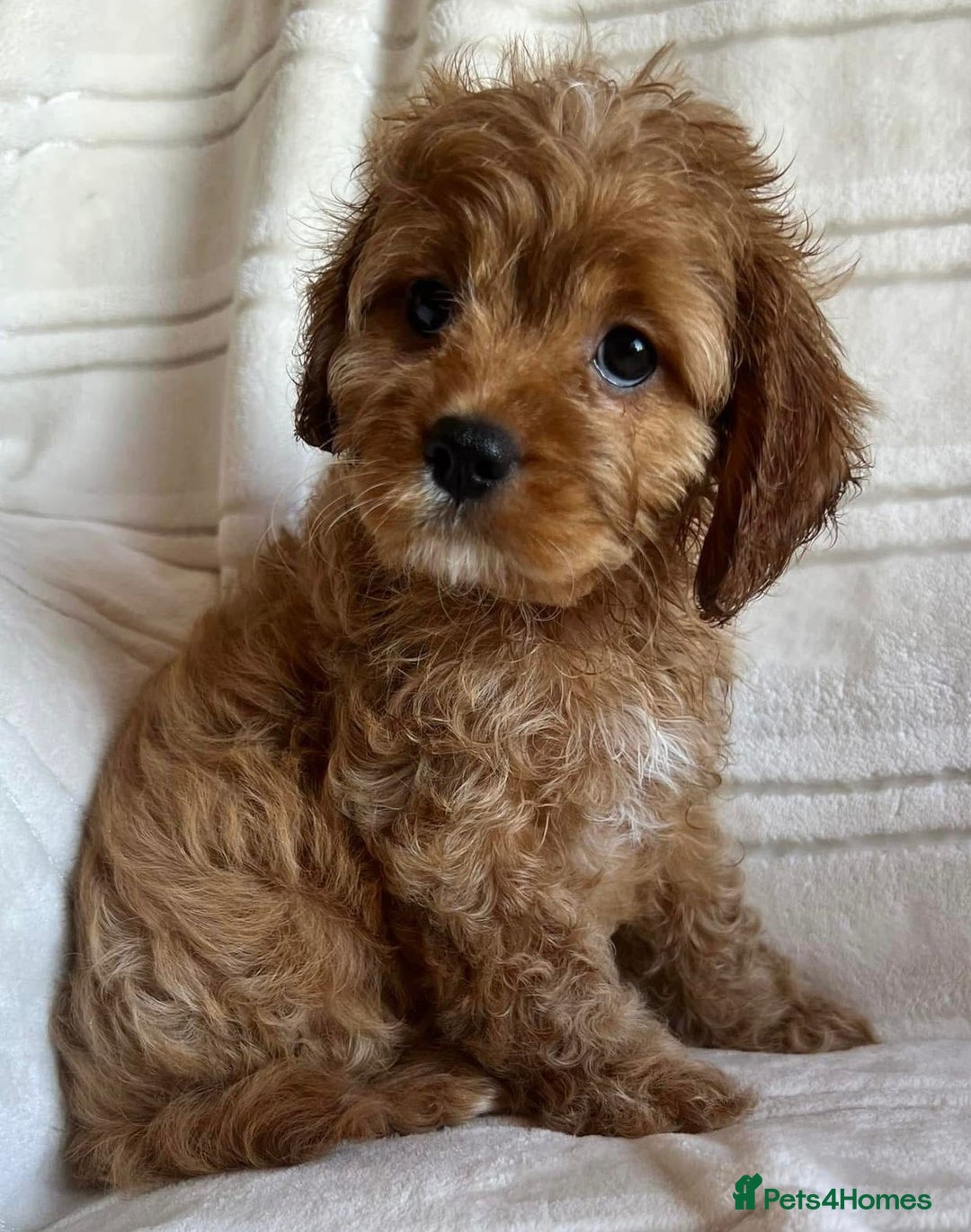 Cavapoo dogs for sale: Cavapoo puppies - Advert 4