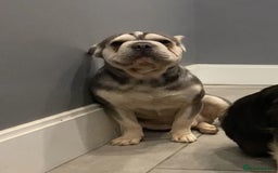 French Bulldog dogs for sale: Adult French bulldogs boy and girl available  - Image 3