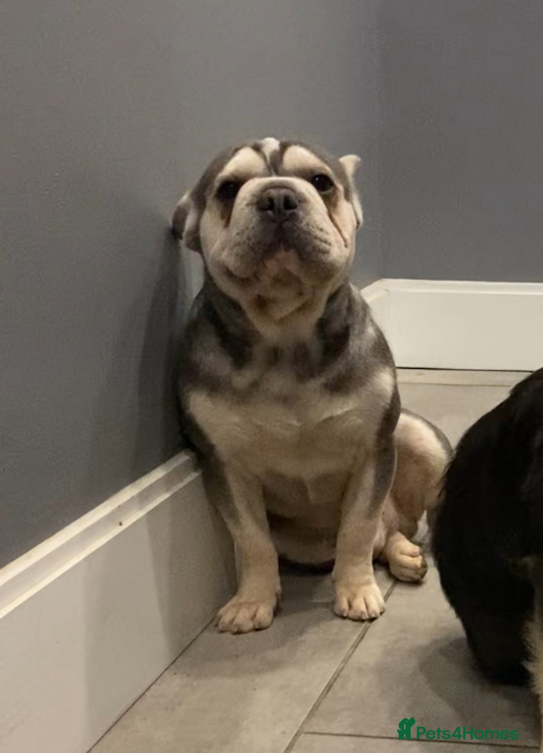 French Bulldog dogs for sale: Adult French bulldogs boy and girl available  - Image 3