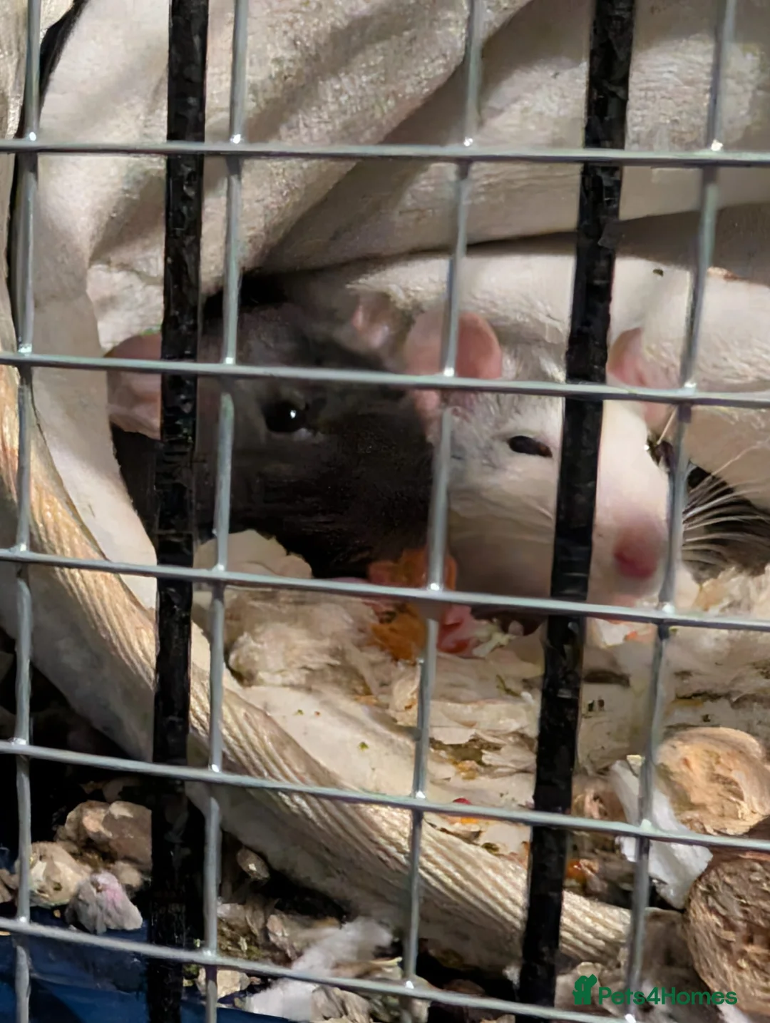 Rat rodents for sale: 2 female rats in Swindon - Advert 1
