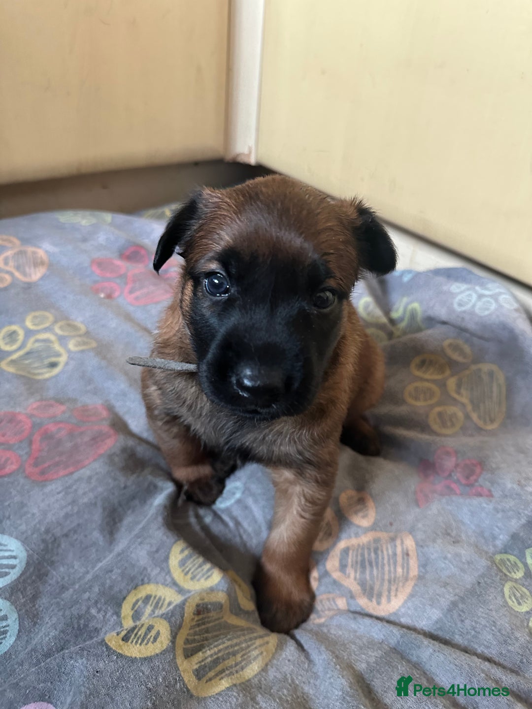 Belgian Shepherd Dog dogs for sale:  Belgian Malinois Puppies  in Telford - Image 10