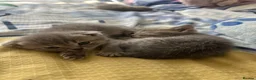 Scottish Fold cats for sale: Scottish with folded and straight ears kittens in Ilford - Advert 2
