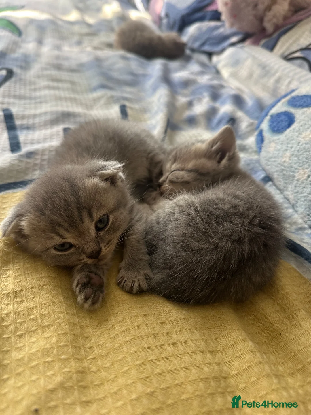 Scottish Fold cats for sale: Scottish with folded and straight ears kittens in Ilford - Advert 2