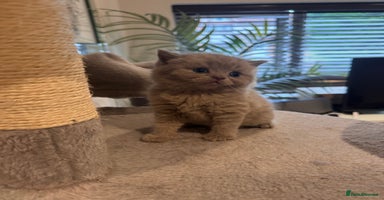 British Shorthair cats - Advert 16