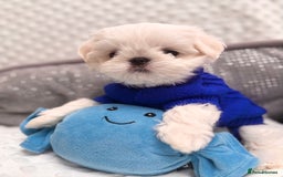 Maltese dogs for sale: 🌟Just One Left 🌟Bambelina Maltese🌟 - Image 28