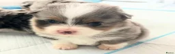 Australian Shepherd dogs for sale: Blue-Eyed Australian Shepherd Puppies Available in Welwyn Garden City - Advert 7
