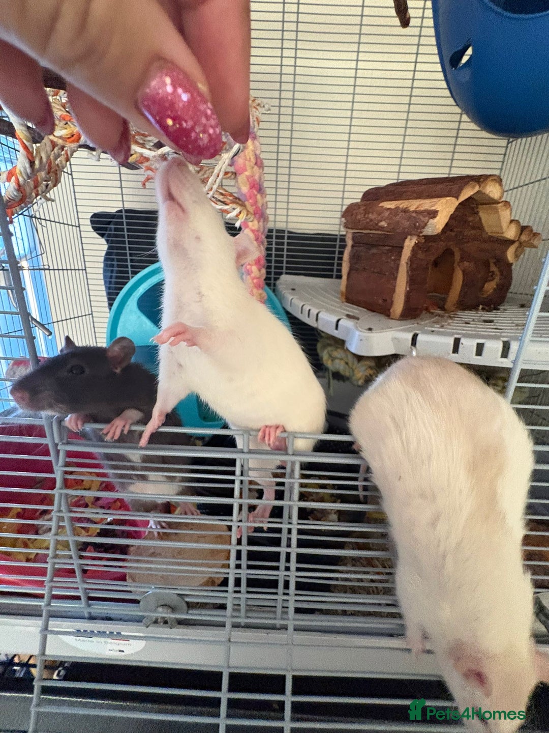 Rat rodents for sale: Fancy Siamese rats  - Advert 3