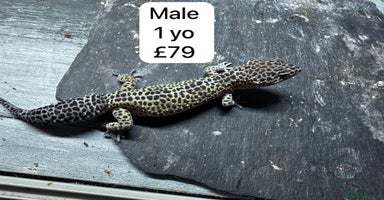 Leopard Gecko reptiles - Advert 6