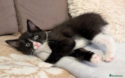 Maine Coon cats for sale: Beautiful half maine coon kitten - Image 12