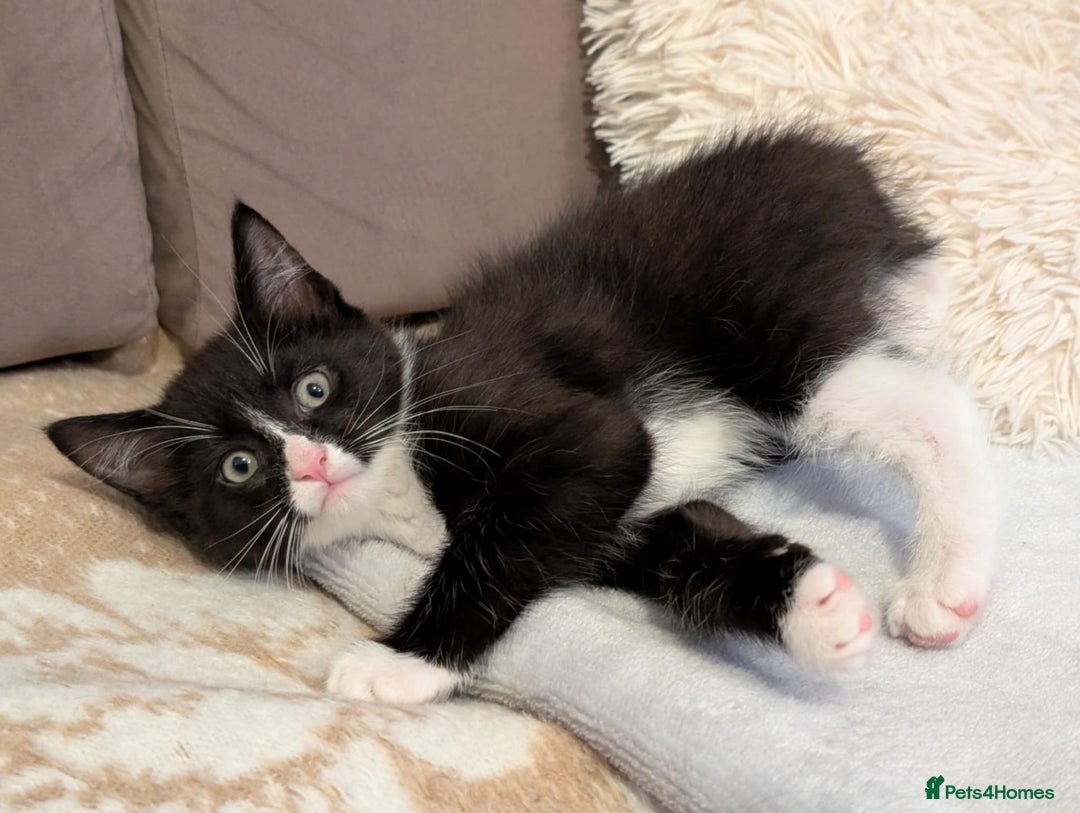 Maine Coon cats for sale: Beautiful half maine coon kitten - Image 12