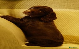 Cocker Spaniel dogs for sale: Working cocker spaniels  - Image 9