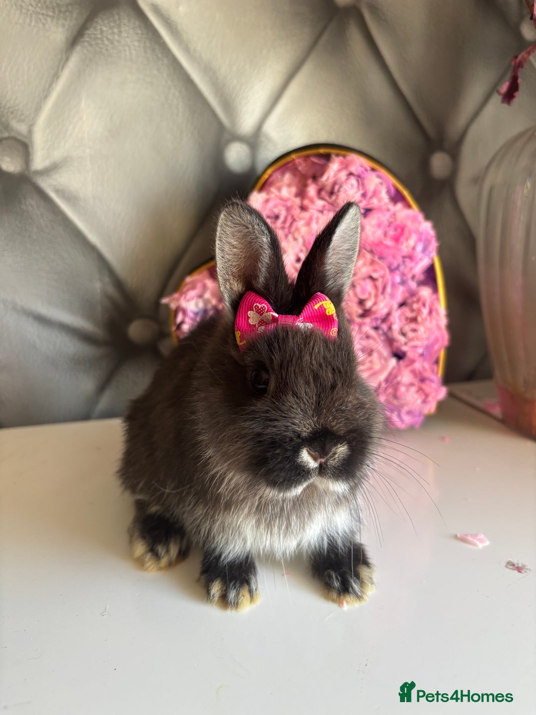 Netherland Dwarf rabbits for sale: 3month old babies Netherland dwarfs 5* homes - Image 14