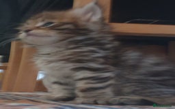 Siberian cats for sale: Pure gorgeous Siberian Kittens, Hypoallergenic - Image 25