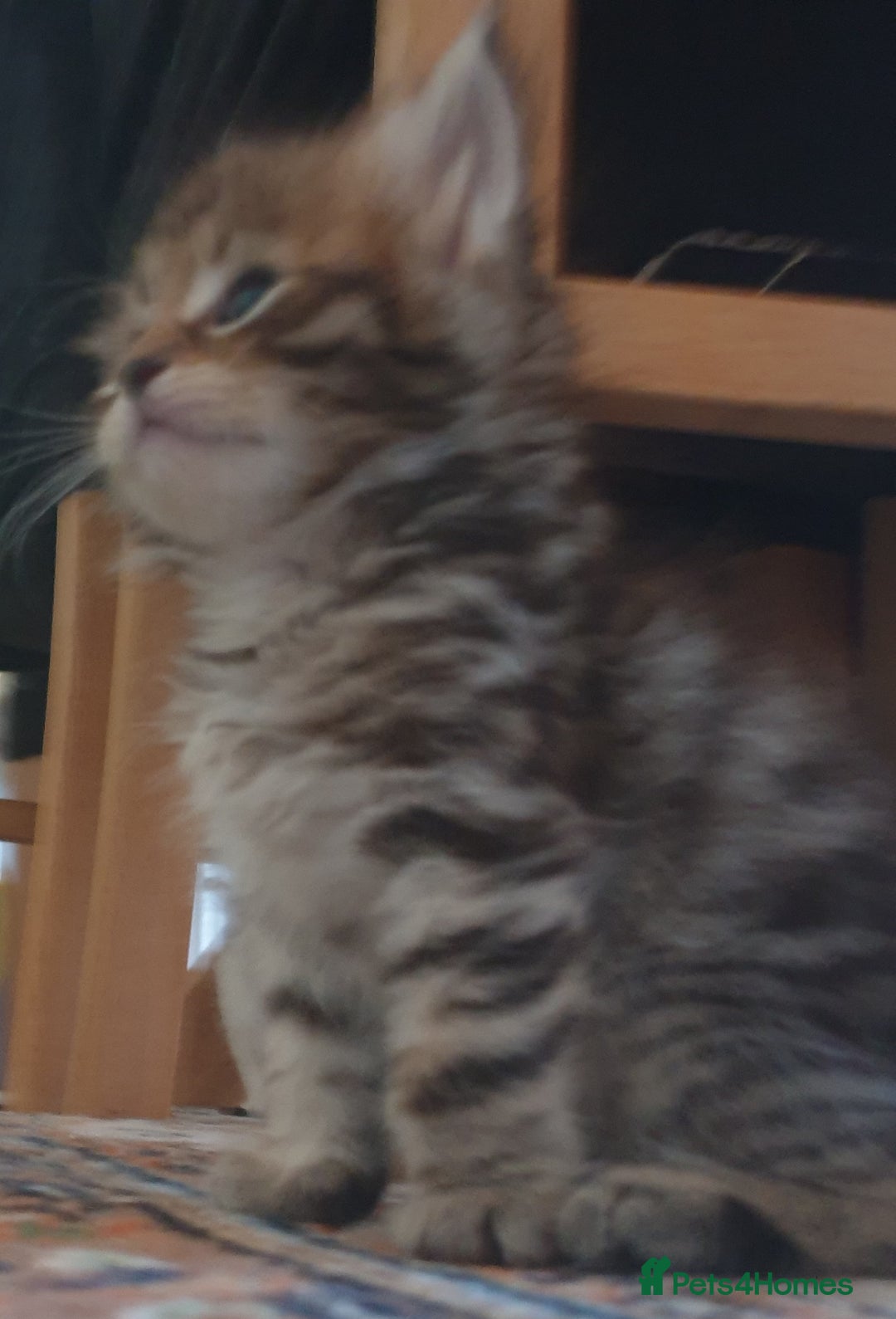 Siberian cats for sale: Pure gorgeous Siberian Kittens, Hypoallergenic - Image 25