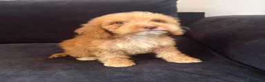 Cockapoo Puppy 5