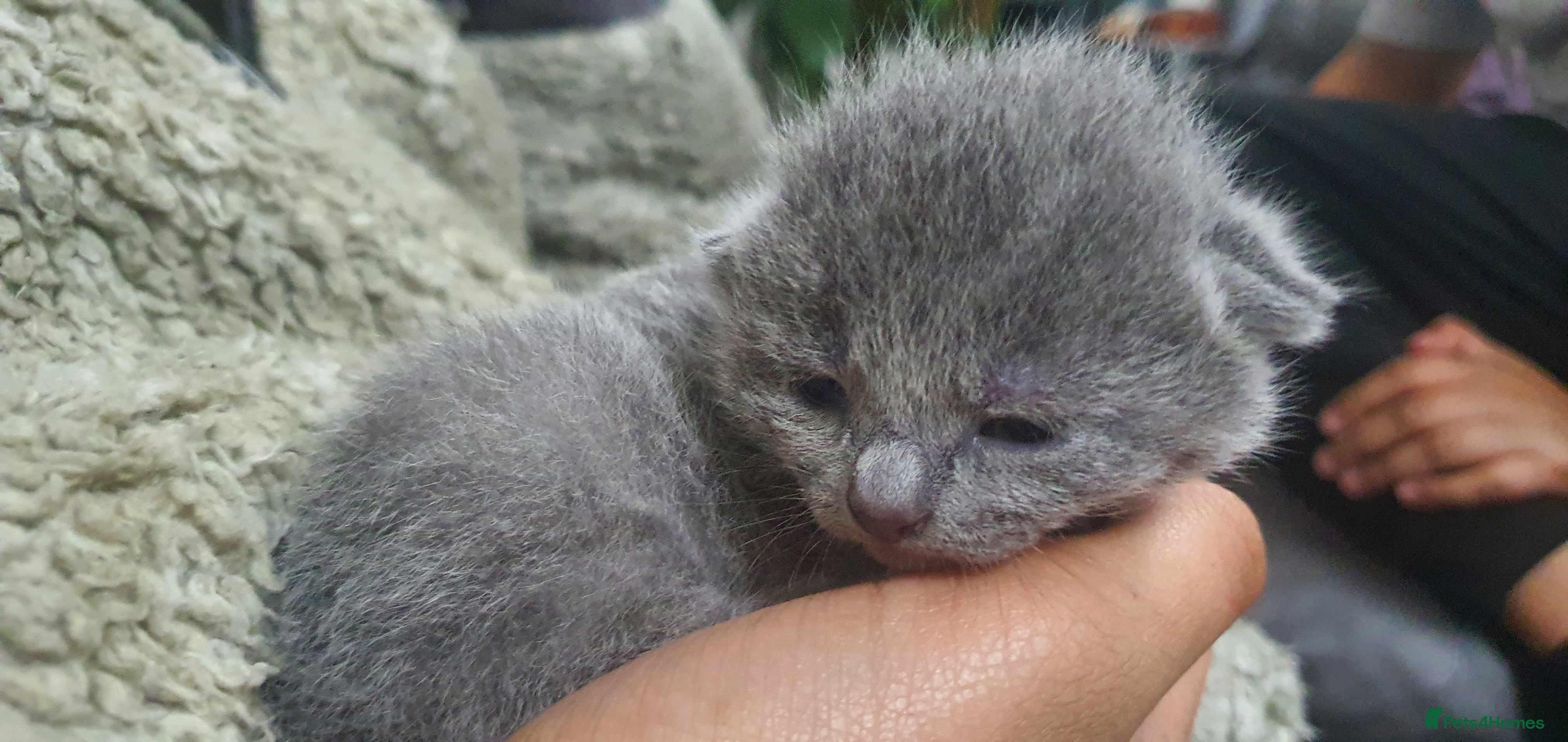 Russian Blue cats Beautiful Russian Blue Kittens for Sale - Advert 9