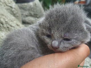 Russian Blue cats Beautiful Russian Blue Kittens for Sale - Advert 9