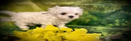 Maltese dogs for sale: Beautiful Maltese Puppies ⭐️Over 5 GENERATIONS⭐️ - Advert 3