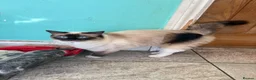 Ragdoll cats for sale: Ragdoll Girl - Advert 8