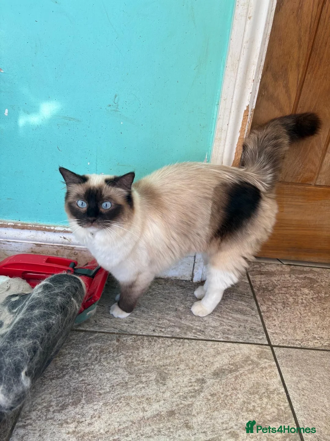 Ragdoll cats for sale: Ragdoll Girl - Advert 8