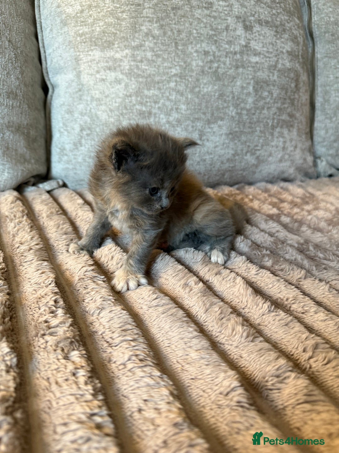 Maine Coon cats for sale: Beautiful Maine Coon Kittens - Advert 23