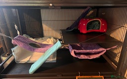 Ferret rodents for sale: 2 Bonded male ferrets, cage and full set up - Image 13